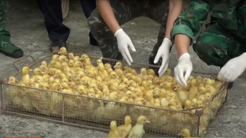 Livestock industry suffering due to poultry smuggling