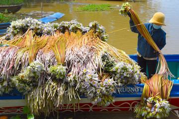 Harvesting water lilies in An Giang