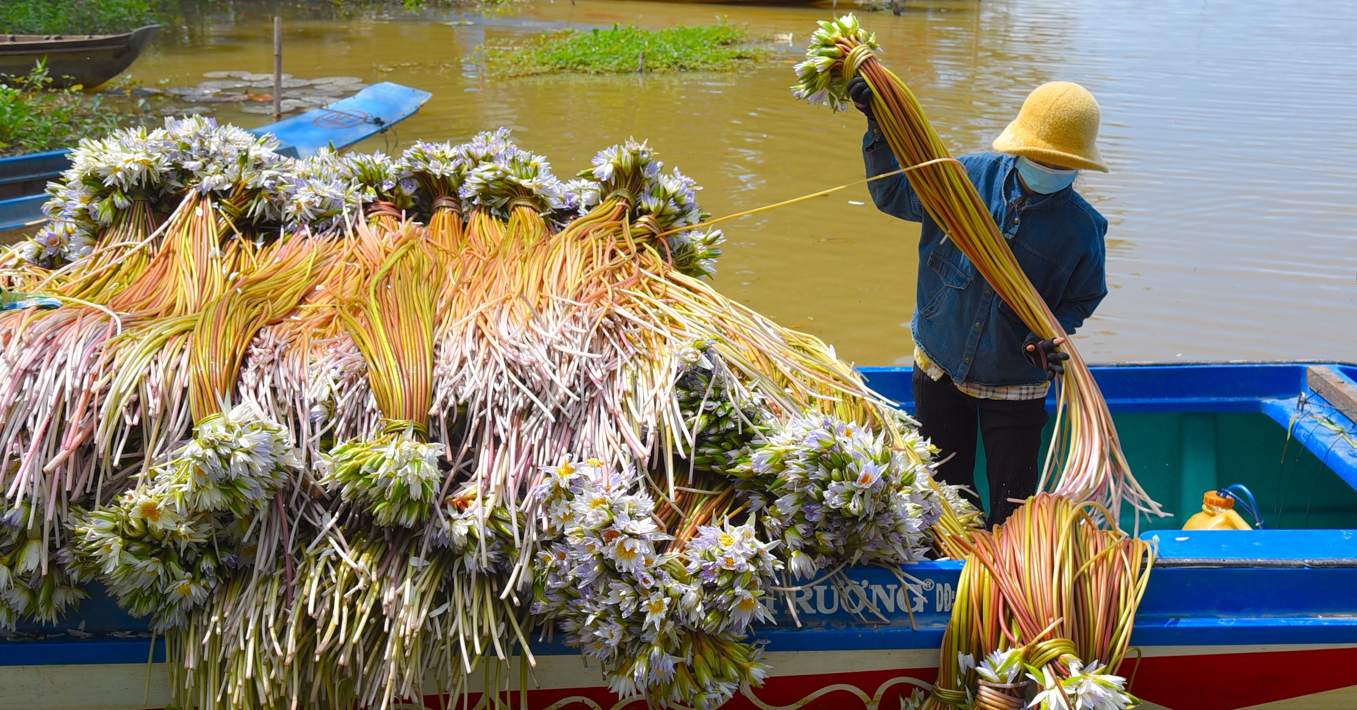Harvesting water lilies in An Giang 
