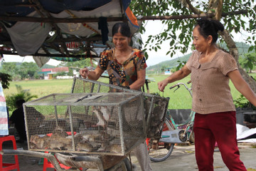 Loài phá hoại thành món ăn khoái khẩu, dân đổ xô đi bắt kiếm tiền triệu