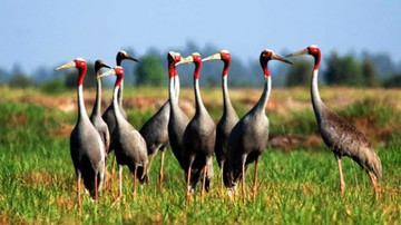 Dong Thap all set to make its National Park home again for red-crowned cranes