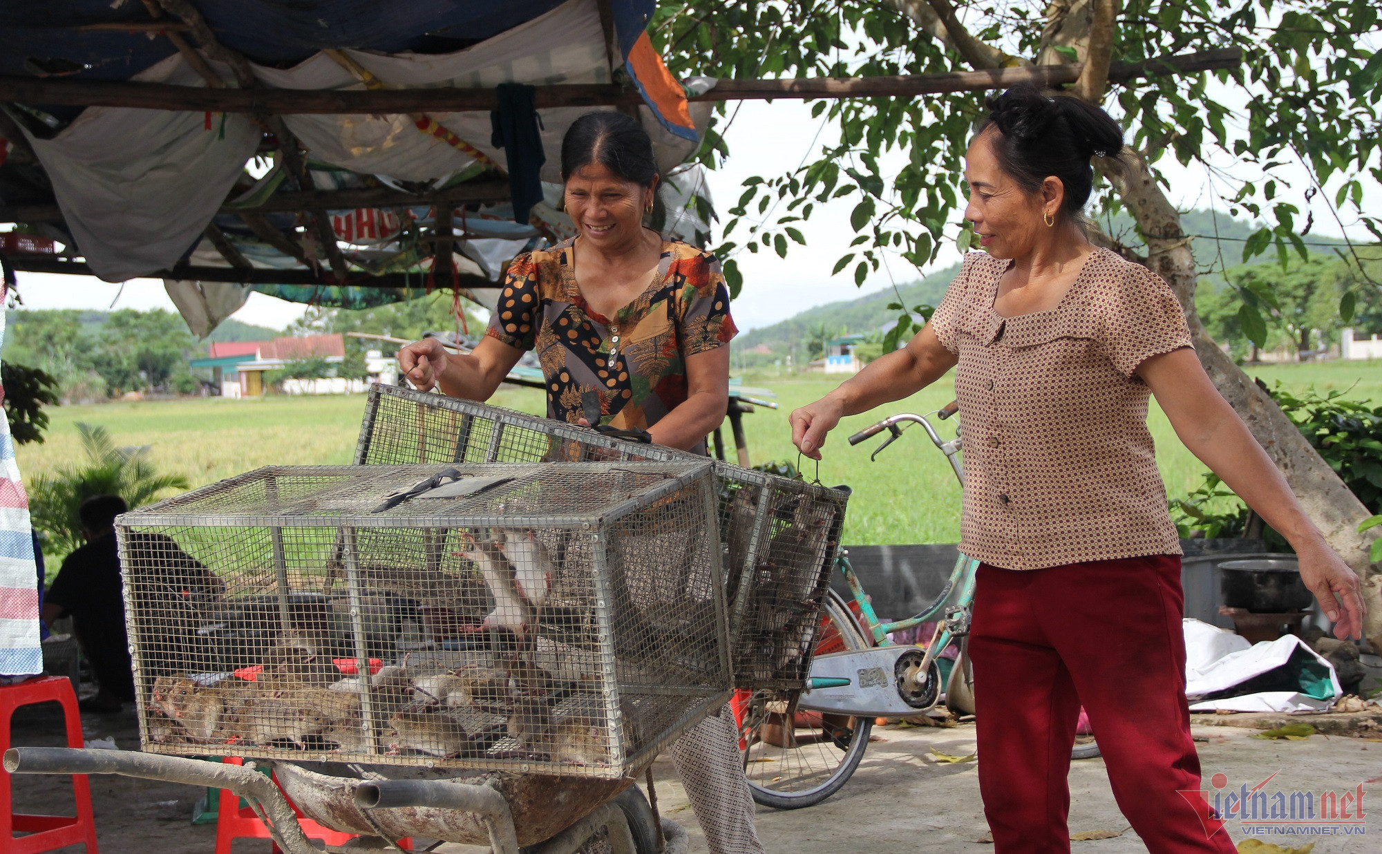 Chuột đồng thành món ăn khoái khẩu, dân đổ xô đi bắt kiếm tiền triệu