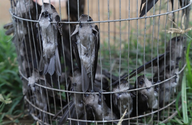 Wildbird hunting on alert in Dien Chau