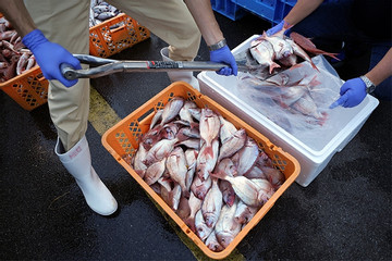 Các nhà khoa học kiểm tra mẫu cá từ vùng biển gần nhà máy hạt nhân Fukushima