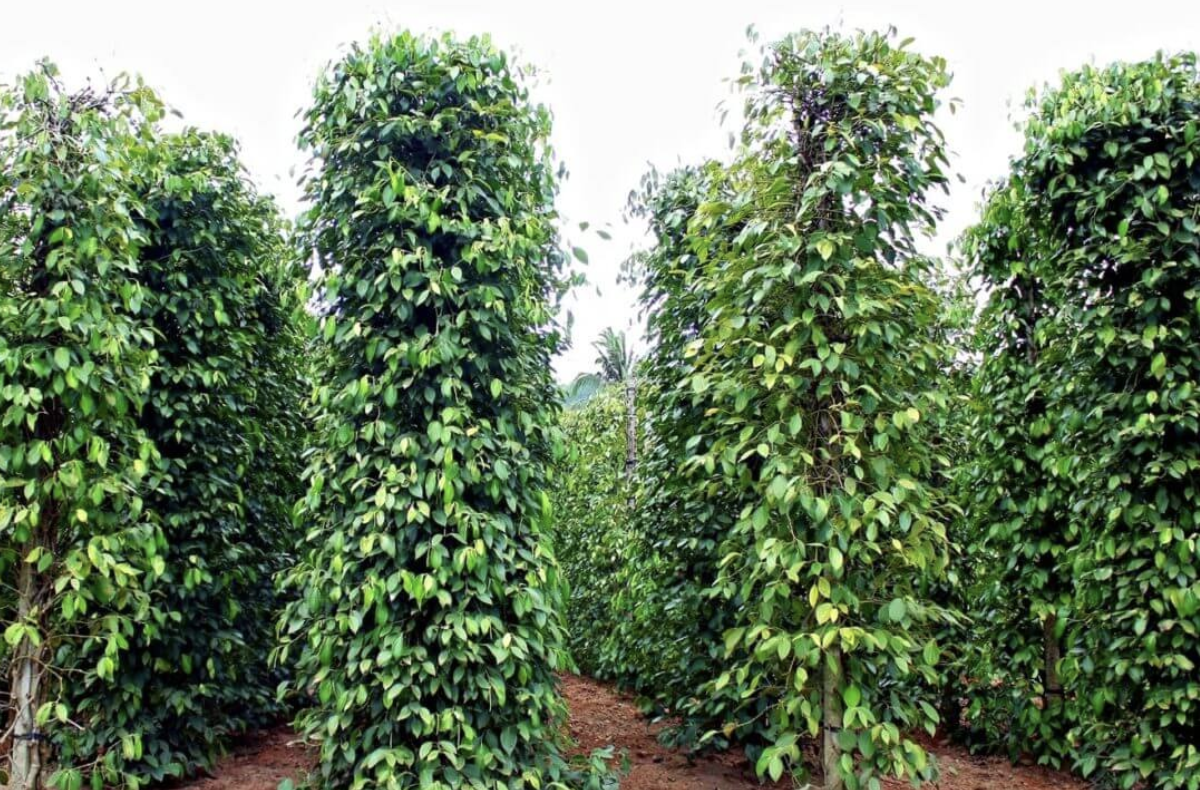 Đẩy mạnh ứng dụng công nghệ trong truy xuất nguồn gốc, thu thập thông tin thị trường