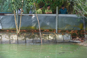 Cá sấu sổng chuồng ở Kiên Giang, đề xuất di dời hoặc thanh lý cả đàn