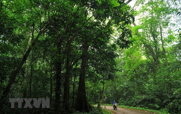 Forest eco-tourism should be expanded: experts hinh anh 1