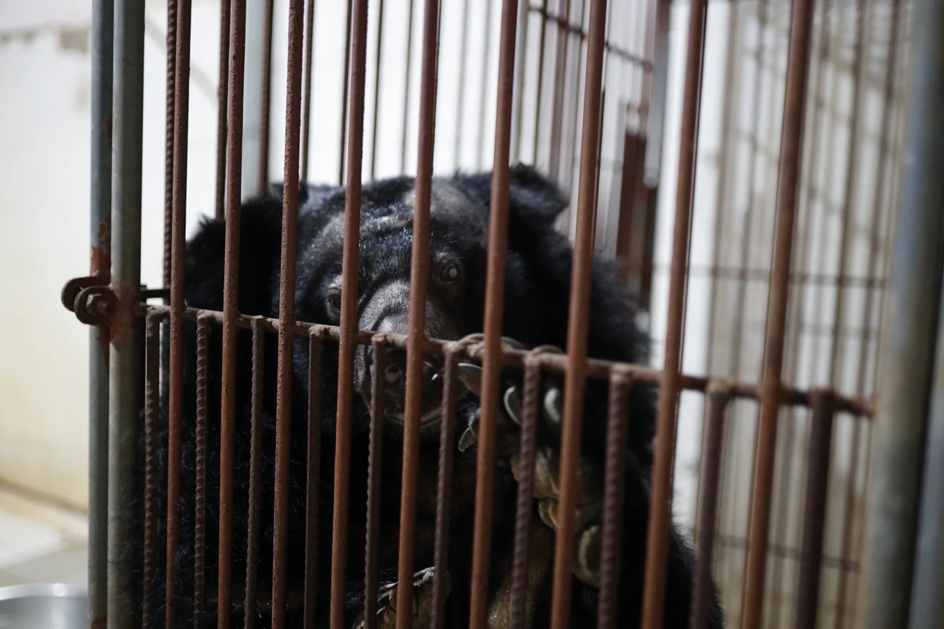 Bear rescued from two-decade captivity in HCM City