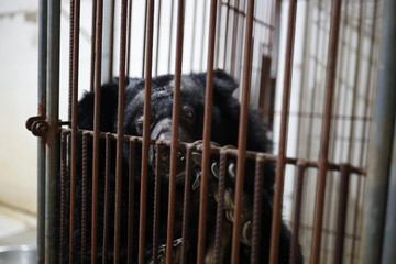 Bear rescued from two-decade captivity in HCM City