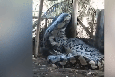 Trăn 'khủng' quằn quại với chiếc bụng phình to sau khi đột nhập trang trại