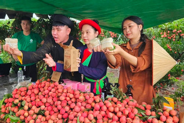 Bắt tay đưa nông sản lên ‘chợ TikTok’