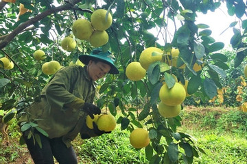 Chương trình OCOP - Đòn bẩy phát triển kinh tế, xây dựng nông thôn mới ở Hà Tĩnh