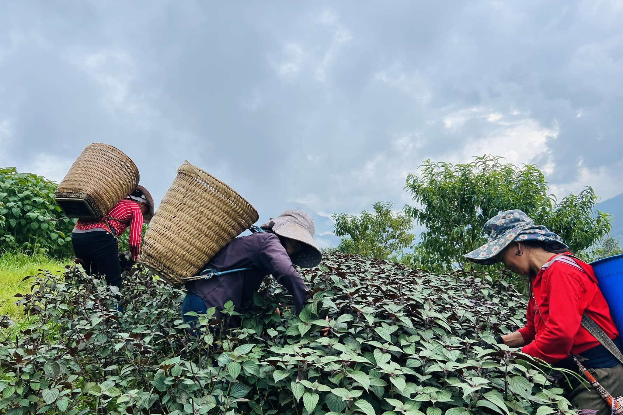 Người Dao ở Lào Cai thoát nghèo nhờ cây tía tô đỏ