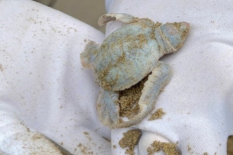 Rare albino baby turtle born in Con Dao