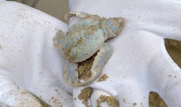 rare albino baby turtle born in con dao picture 1