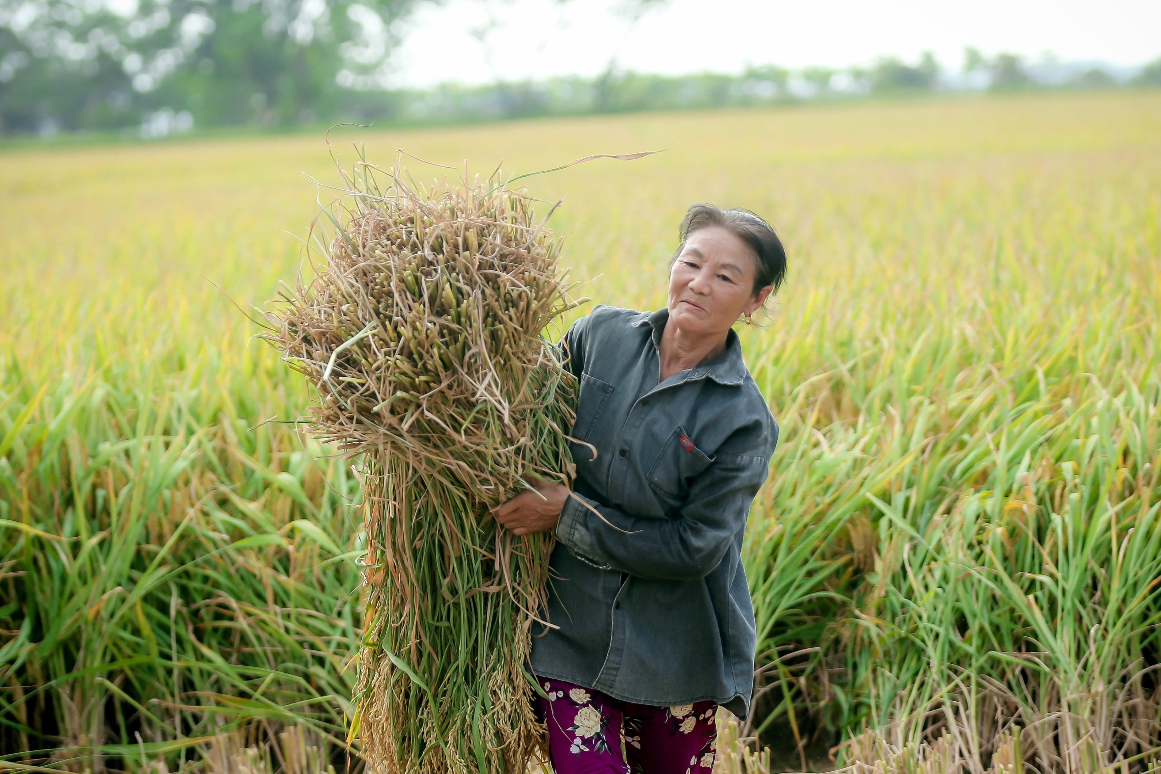1 triệu ha lúa chất lượng cao: Không chỉ có gạo, nông dân còn bán tín chỉ carbon