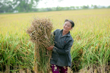 1 triệu ha lúa chất lượng cao: Không chỉ có gạo, nông dân còn bán tín chỉ carbon