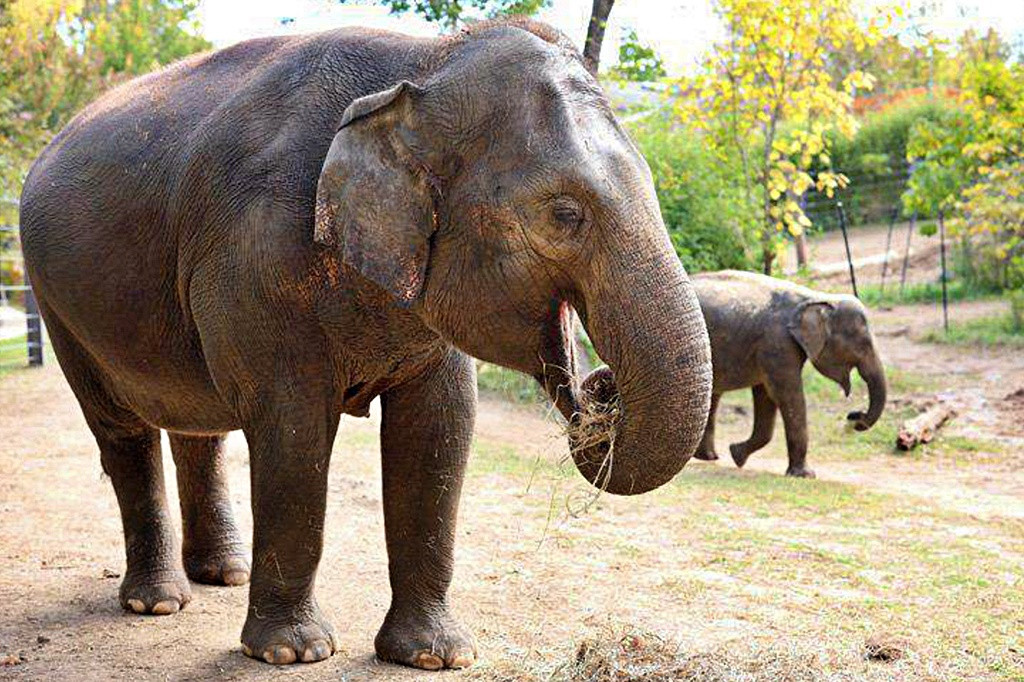 Chú voi 27 năm tuổi đột tử trong vườn thú vì bị kích động