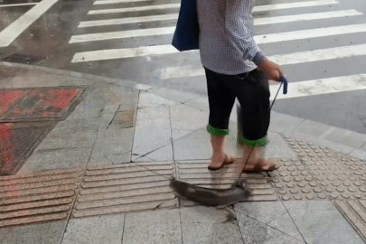 Kỳ lạ cảnh người phụ nữ dắt cá đi dạo trên đường phố
