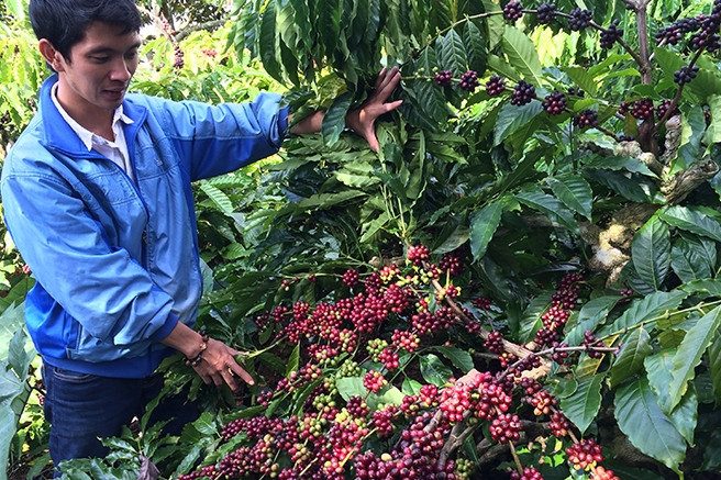 Thu về 4 tỷ USD, cà phê Việt chuyển sang chặng đường tăng trưởng xanh