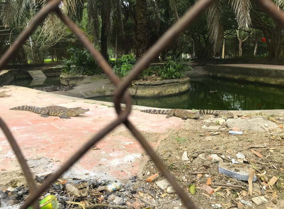 Crocodiles at Nghe An’s largest park relocated