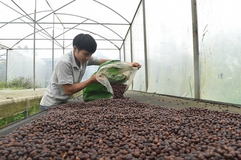 Vietnam's coffee export struggles to exceed $4 bln this year