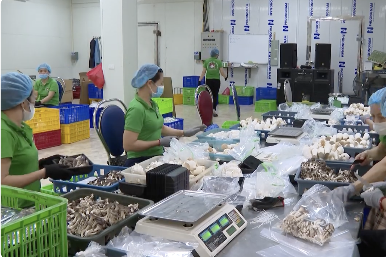 Vĩnh Phúc: OCOP góp phần phát triển và thực hiện tái cơ cấu kinh tế nông thôn