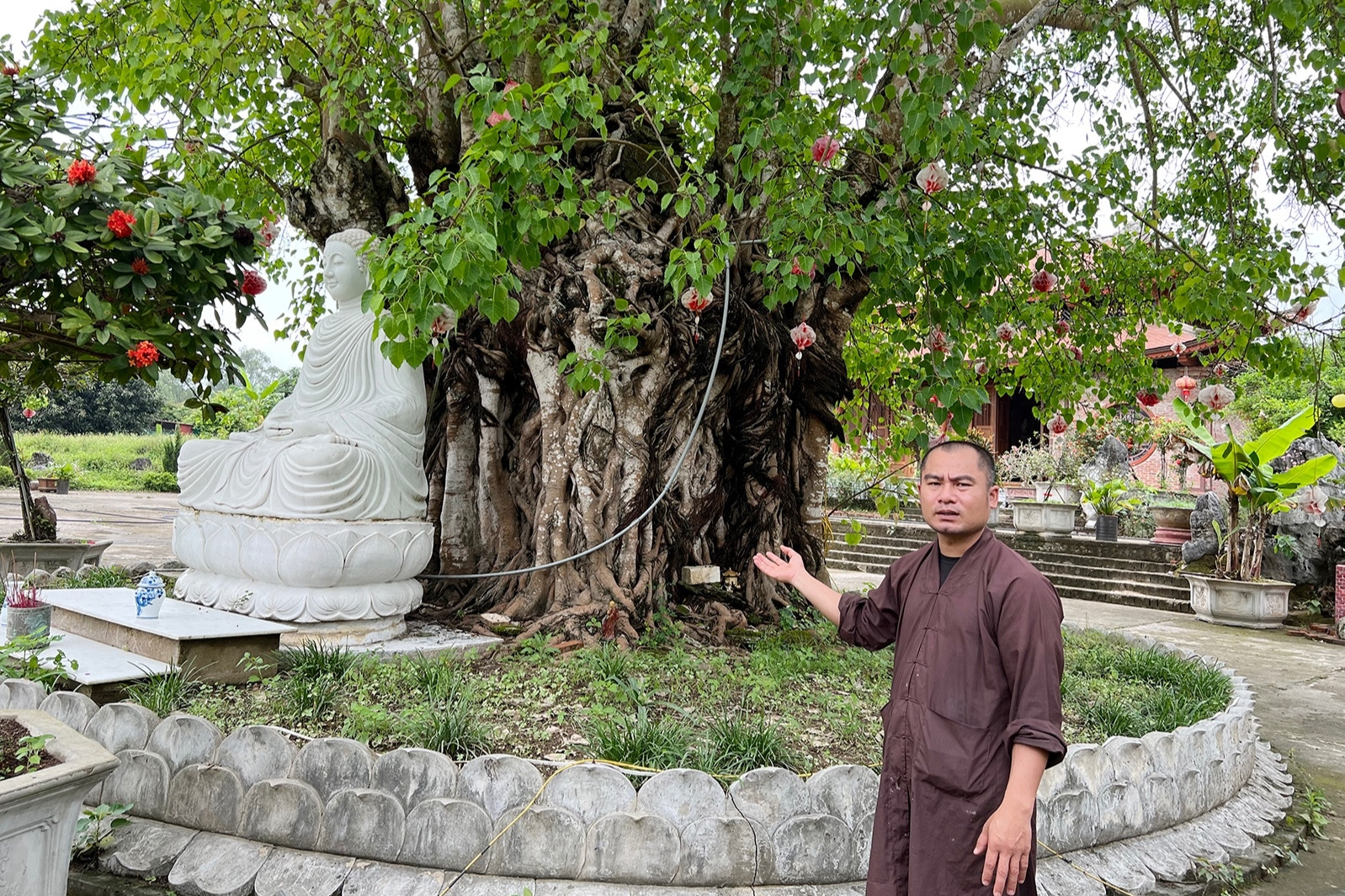 Cây bồ đề hàng trăm tuổi ôm kín ngôi mộ vị thiền sư ở chùa