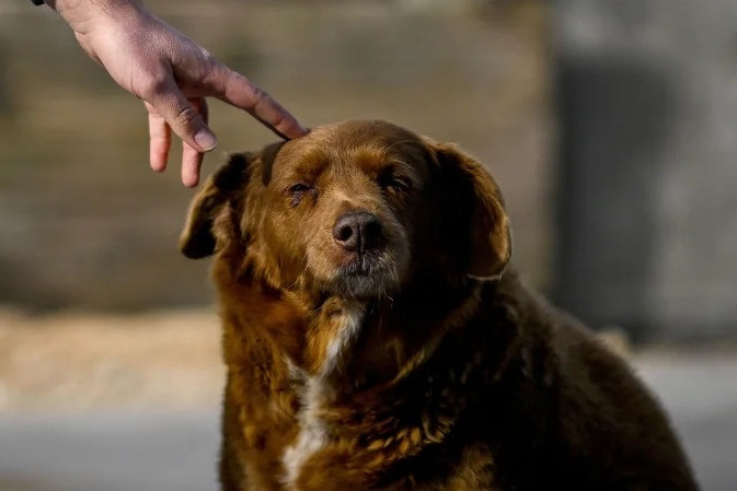 Chú chó già nhất thế giới qua đời ở tuổi 31