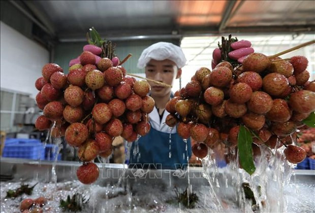 Farm produce export hoped to soar in year-end hinh anh 2
