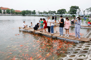 Japanese Koi fish banned from Hanoi pond
