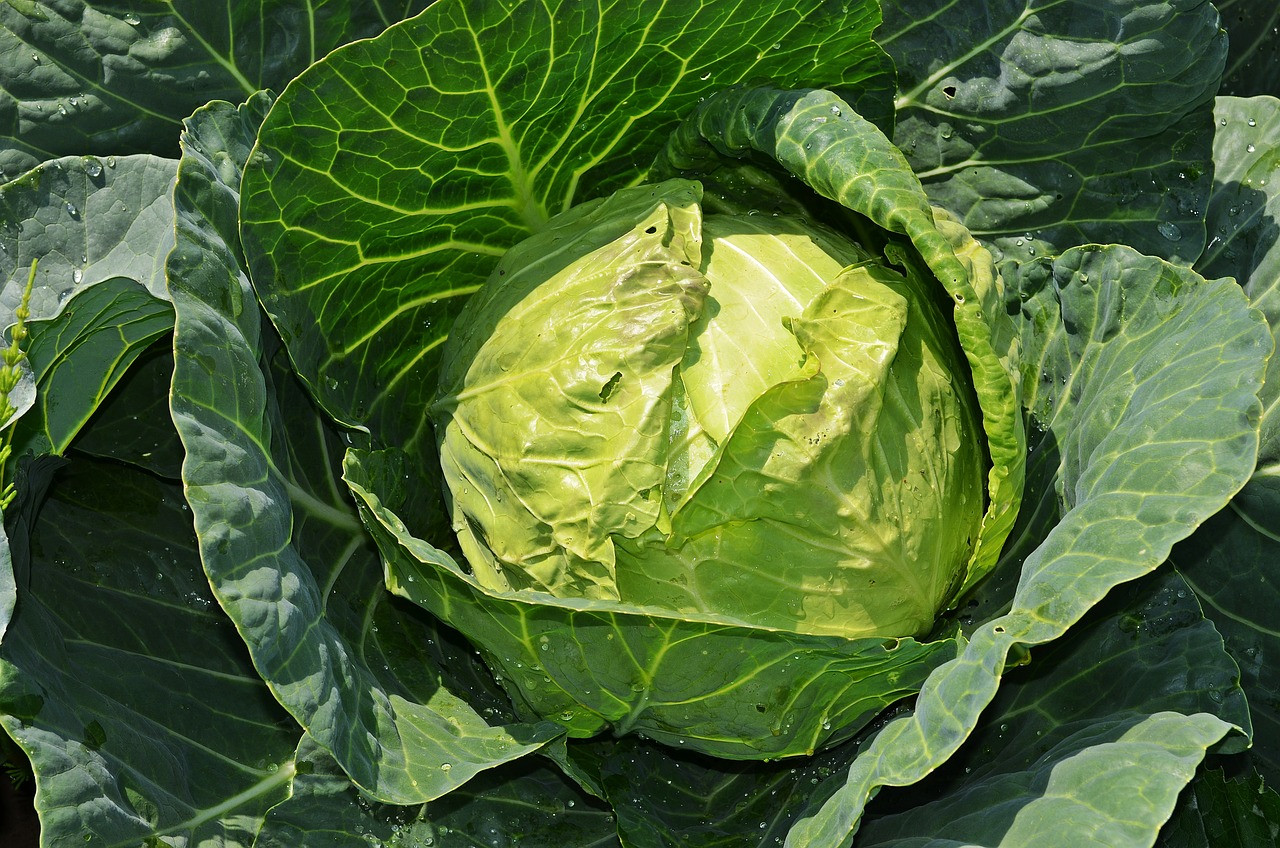 Pixabay cabbage .jpg