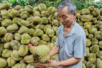 ‘Vua trái cây Việt Nam’: Sốt giá chưa từng có, lập kỷ lục lịch sử 1,63 tỷ USD