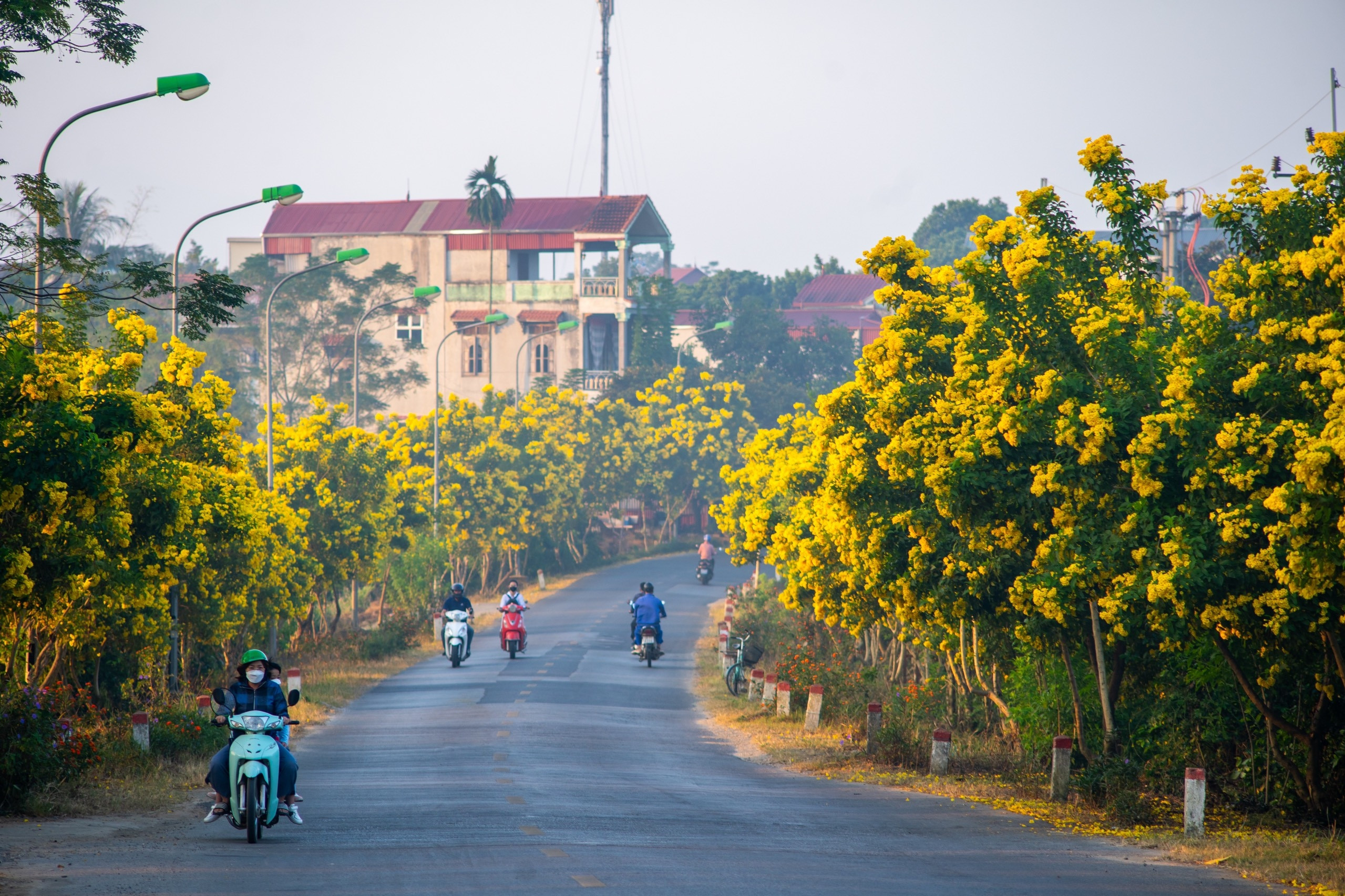 Con đường nở hoa chuông vàng rực rỡ ở ngoại thành Hà Nội gây 'bão mạng'