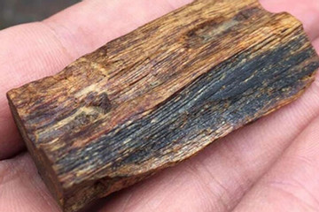Loại gỗ cực kỳ quý hiếm có tiền khó mua, nước ngoài săn lùng