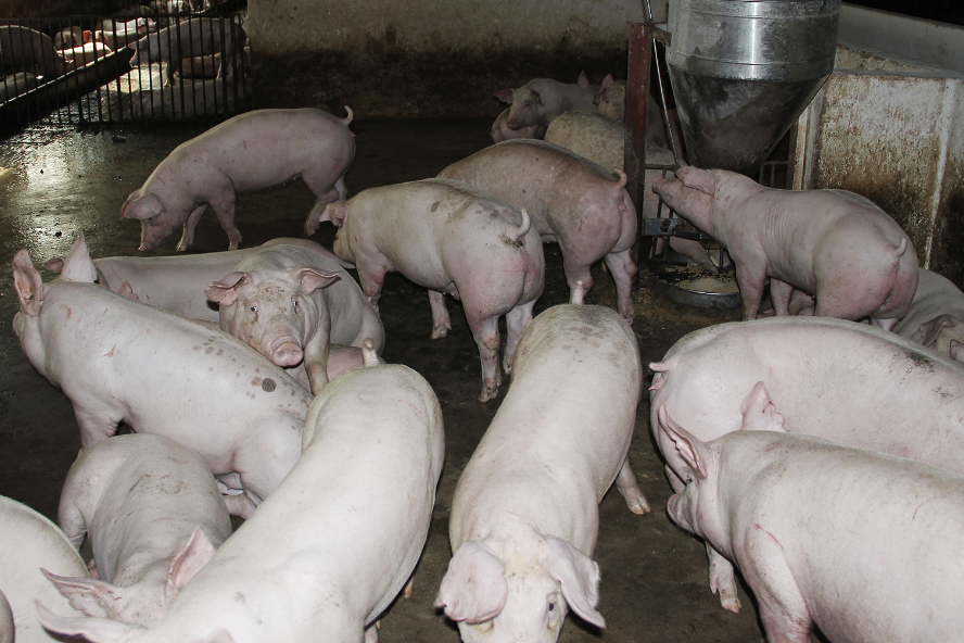 Nam Định xây dựng, nhân rộng các cơ sở an toàn dịch bệnh đối với gia súc, gia cầm