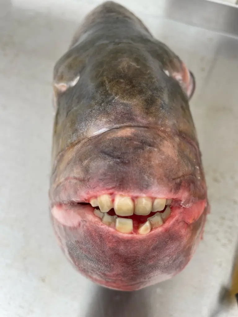 Ngư dân Mỹ tóm được con cá nặng 7,5kg có hàm răng giống con người - 2