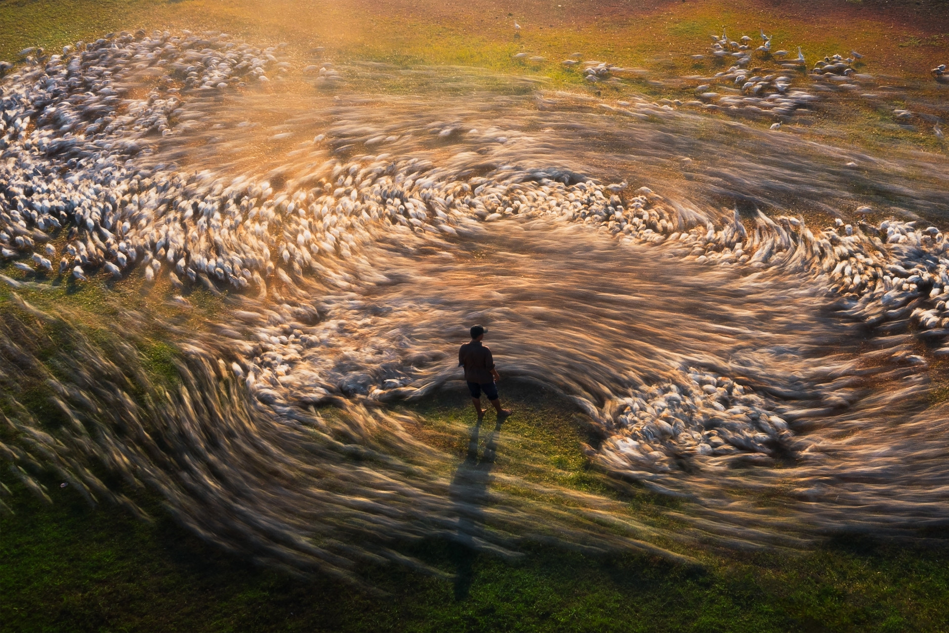 Săn cảnh cho vịt ăn lúc chiều muộn, nhiếp ảnh gia Việt đạt giải thưởng quốc tế