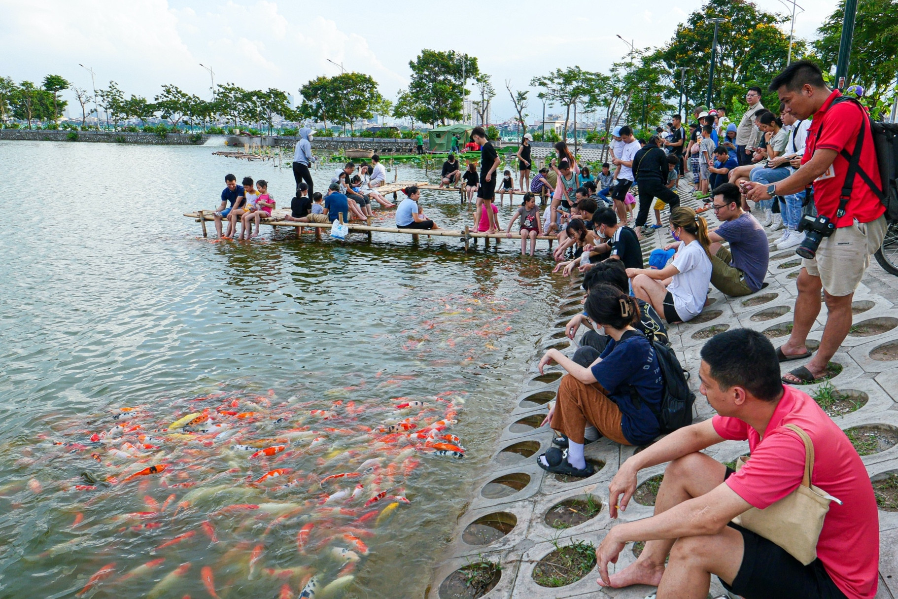 Lãnh đạo quận Tây Hồ nêu lý do yêu cầu di chuyển 12.000 cá koi khỏi Đầm Đông