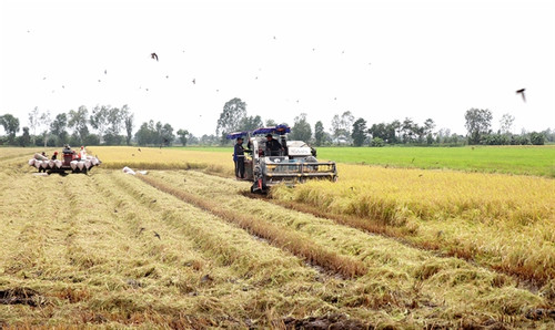 Mekong Delta seeks to boost rice productivity in face of climate change