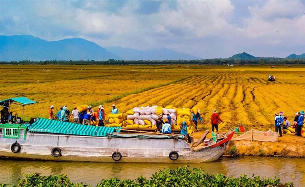 Ample room for investment in Mekong Delta: Official hinh anh 1