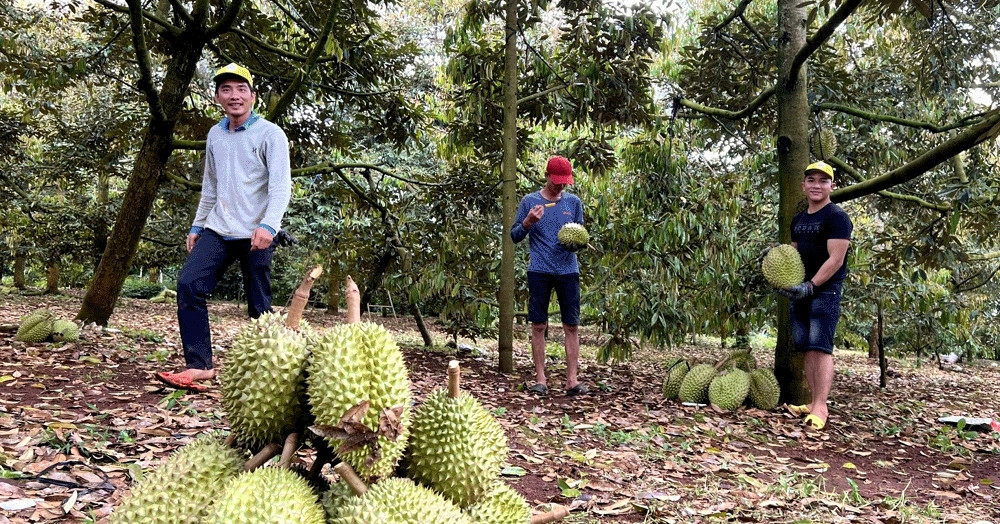 Farm produce prices reach record high, farmers bag high profits