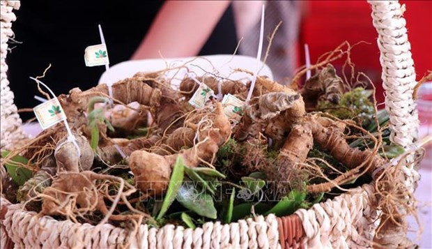 Kon Tum - Ngoc Linh Ginseng Festival to be held biennially hinh anh 1