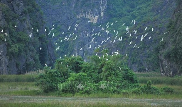 Efforts made to protect wild, migratory birds in Vietnam hinh anh 1