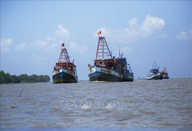 Coastal localities tighten control over over illegal fishing hinh anh 1
