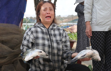 50 tấn cá vược chết đột ngột, nông dân trắng tay sau một đêm