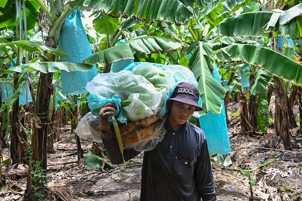 TP.HCM tìm cách để giữ đất canh tác, không 'phân lô bán nền'