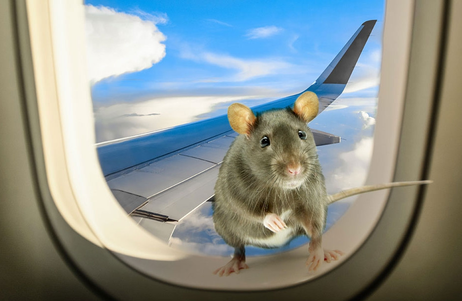 Khách Trung Quốc đưa chuột, rái cá lên máy bay, đối mặt án phạt 750 triệu đồng