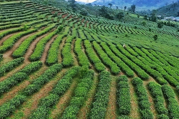 Lai Châu: 4 chính sách, 3 Đề án để hỗ trợ phát triển sản xuất nông, lâm nghiệp