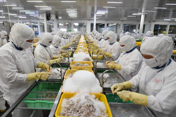Xuất khẩu tôm, cá tăng tốc đón ‘mùa vàng’ tỷ USD